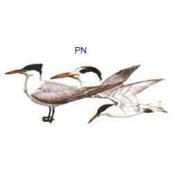 PN: Plumaje nupcial.