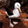 Diomedea melanoprys - Albatros de ceja negra