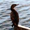 Phalacrocorax olivaceus - Biguá