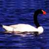 Cignus melancoryphus - Cisne de cuello negro