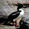 Phalacrocorax albiventer - Cormorán real