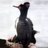 Phalacrocorax magellanicus - Cormorán roquero