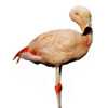 Phoenicopterus chilensis - Flamenco austral