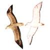 Fulmarus glacialoides - Fulmar austral