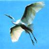 Egretta alba - Garza blanca