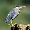 Nycticorax nycticorax - Garza bruja