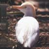 Bubulcus ibis - Garcita bueyera