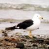 Larus belcheri atlantica - Gaviota cangrejera