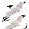 Larus maculipennis - Gaviota capucho café