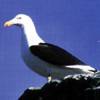 Larus dominicanus - Gaviota cocinera