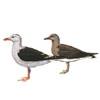 Leucophaeus scoresbii - Gaviota gris