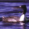 Podiceps major - Huala
