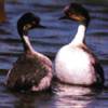 Podiceps occipitalis - Macá plateado común