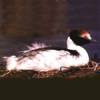 Podiceps gallardoi - Macá tobiano