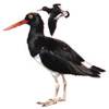 Haematopus leucopodus - Ostrero austral