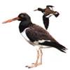 Haematopus ostralegus - Ostrero común