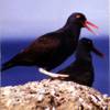 Haematopus ater - Ostrero negro