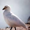 Chionis alba - Paloma antártica