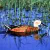 Anas platalea - Pato cuchara