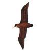 Procellaria aequinoctialis - Petrel negro