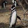 Spheniscus magellanicus - Pingüino de Magallanes