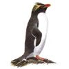Eudyptes chrysocome - Pingüino de penacho amarillo