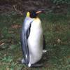 Aptenodytes patagonica - Pingüino rey