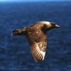 Stercorarius skua - Skúa
